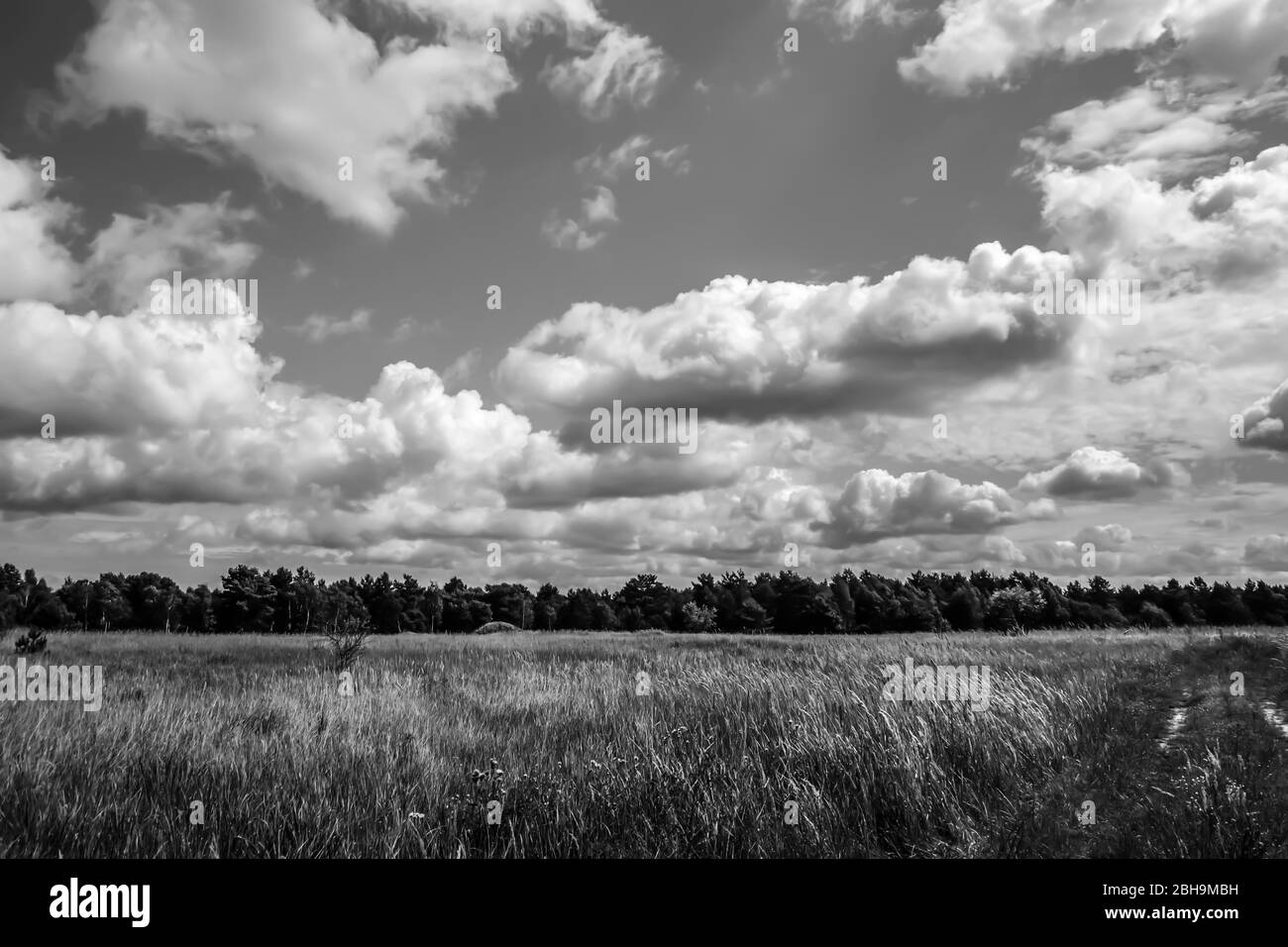 wild overgrown agricultural land Stock Photo