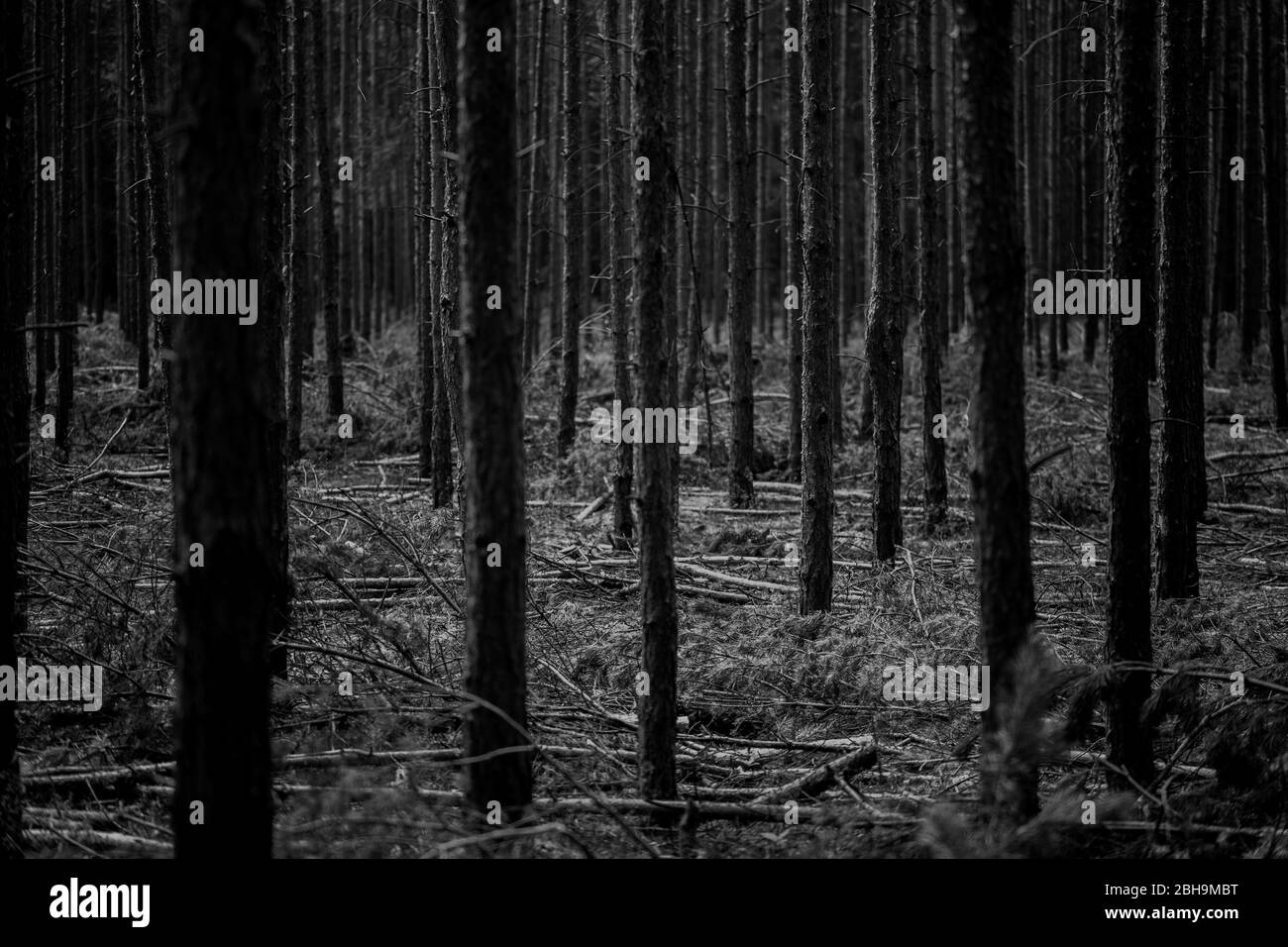 At forest soil Black and White Stock Photos & Images - Alamy
