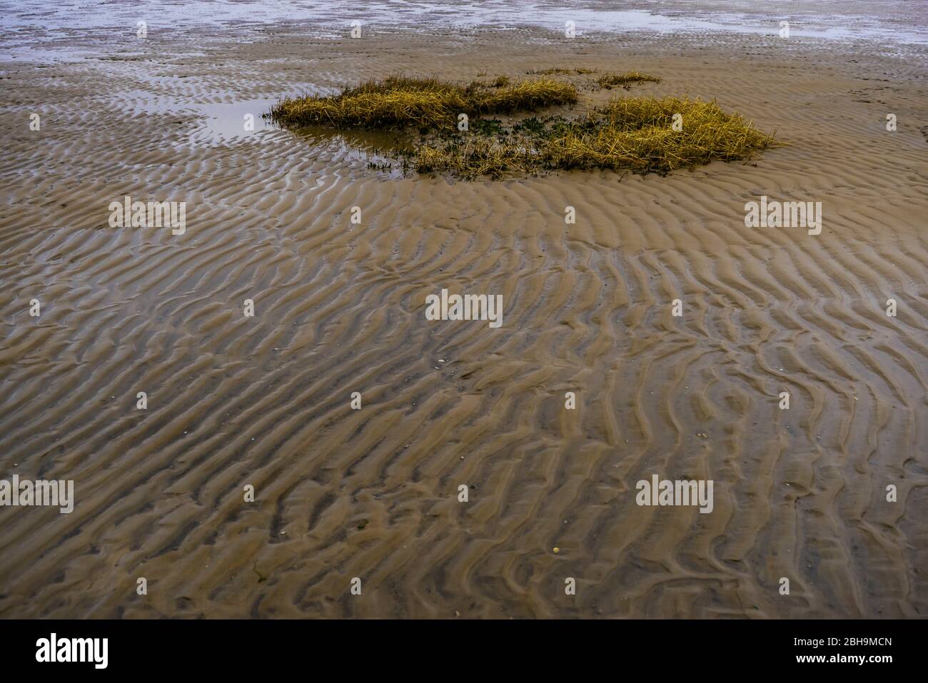 The sea floor at low tide in the north sea with salt grass Stock Photo