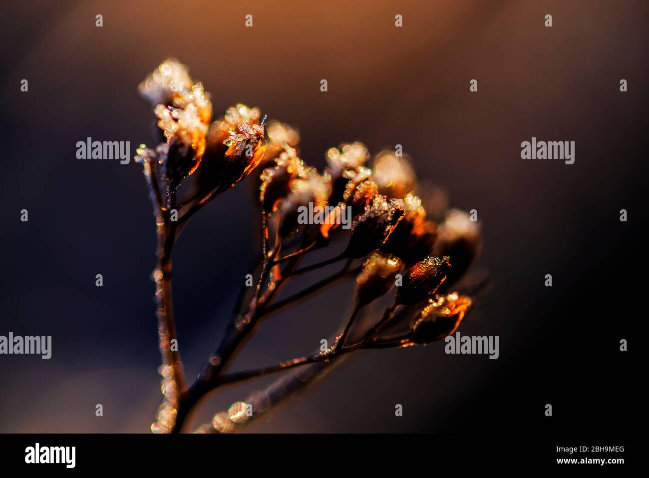 Blurred flower with frost in the morning light hi-res stock photography ...