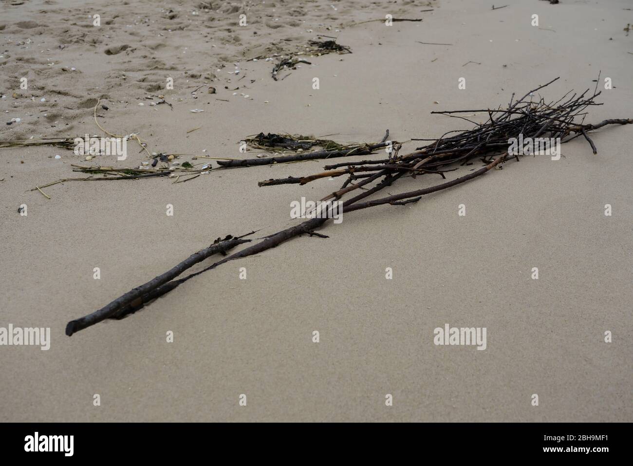 Branches on the beach Stock Photo - Alamy
