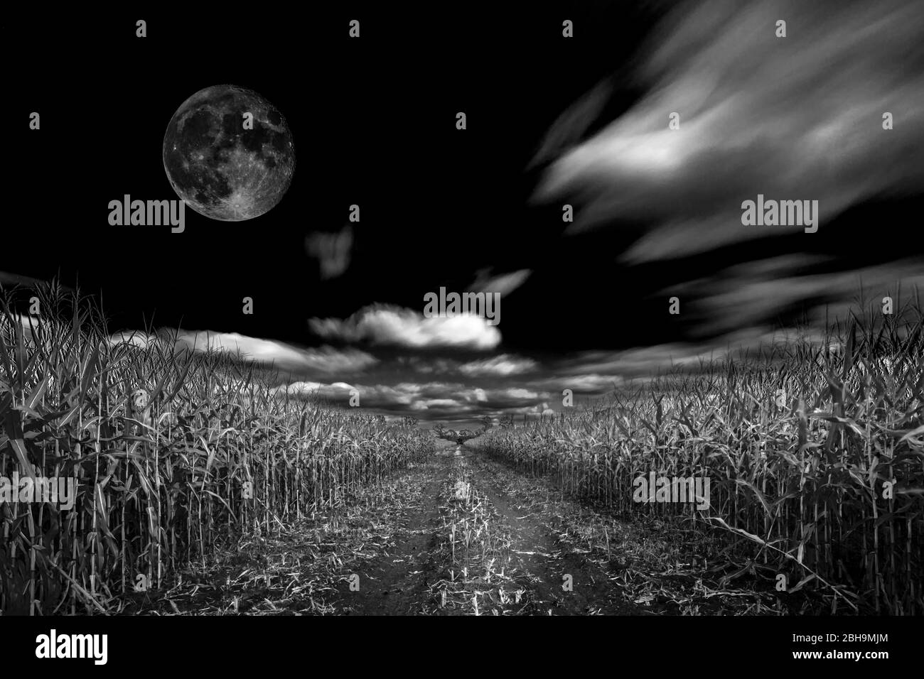 Long exposure of clouds over a maize field, with inserted moon Stock Photo