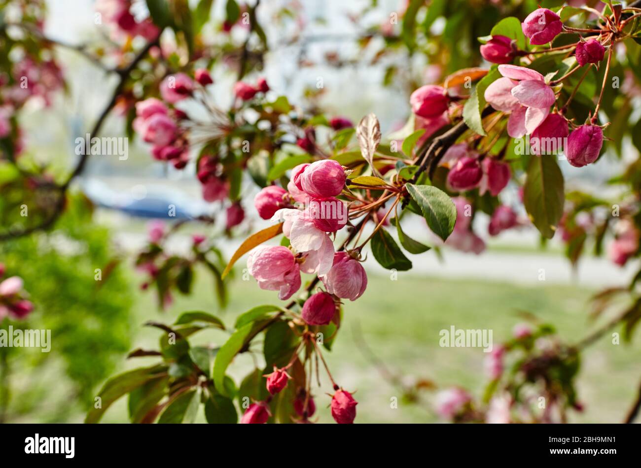 Blossoming red flowers and leaves of the paradise apple trees.Flowering