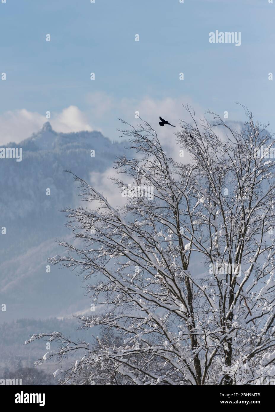 Winter impressions in the region around Murnau am Staffelsee, Upper ...