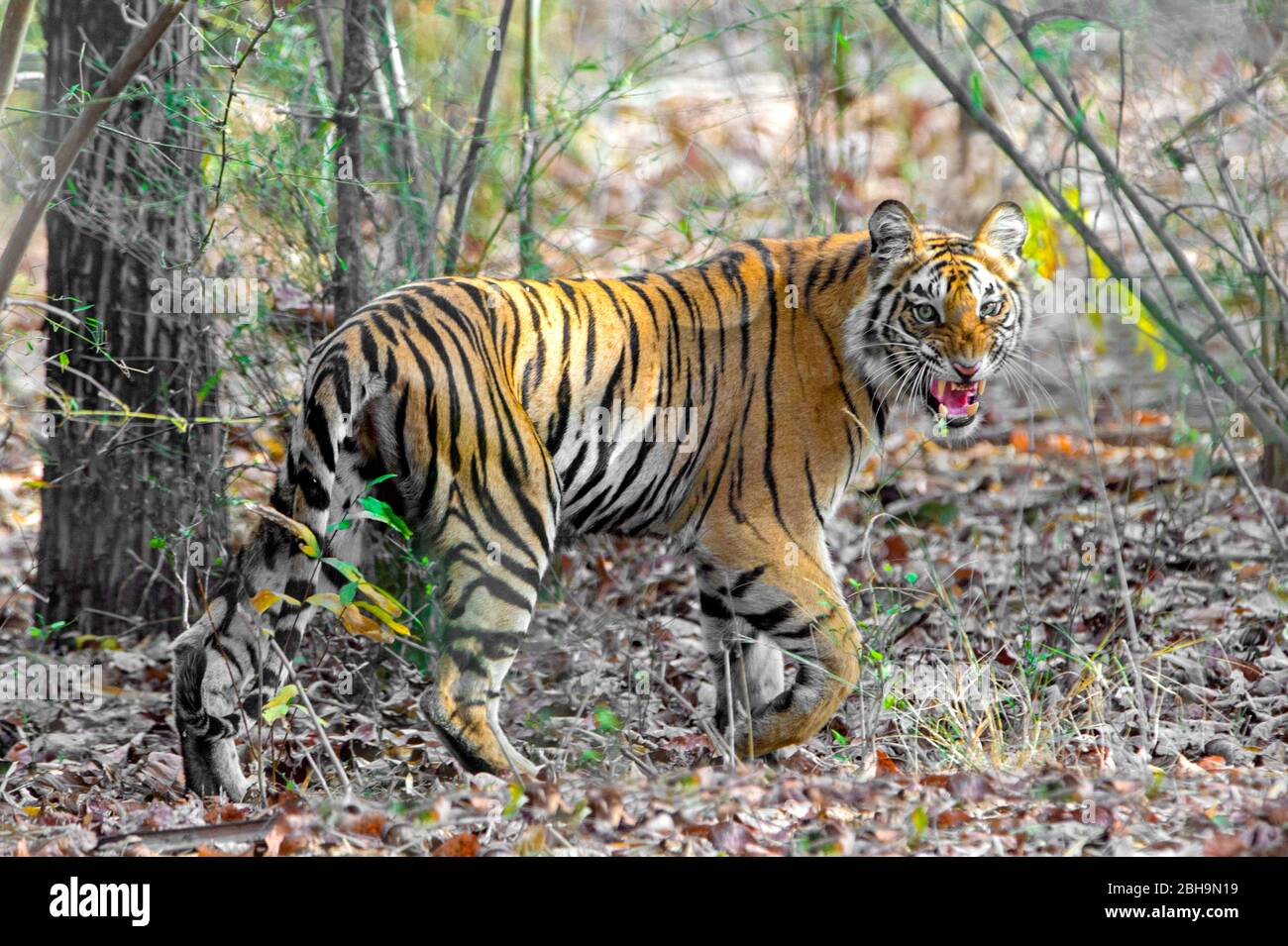 Close-up of roaring Bengal tiger, India Stock Photo