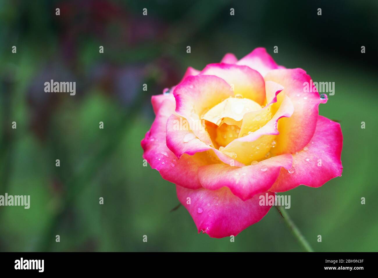 Close-up shot of romantic beautiful pink hybrid tea rose blooming in early autumn of suburban landscape. Stock Photo