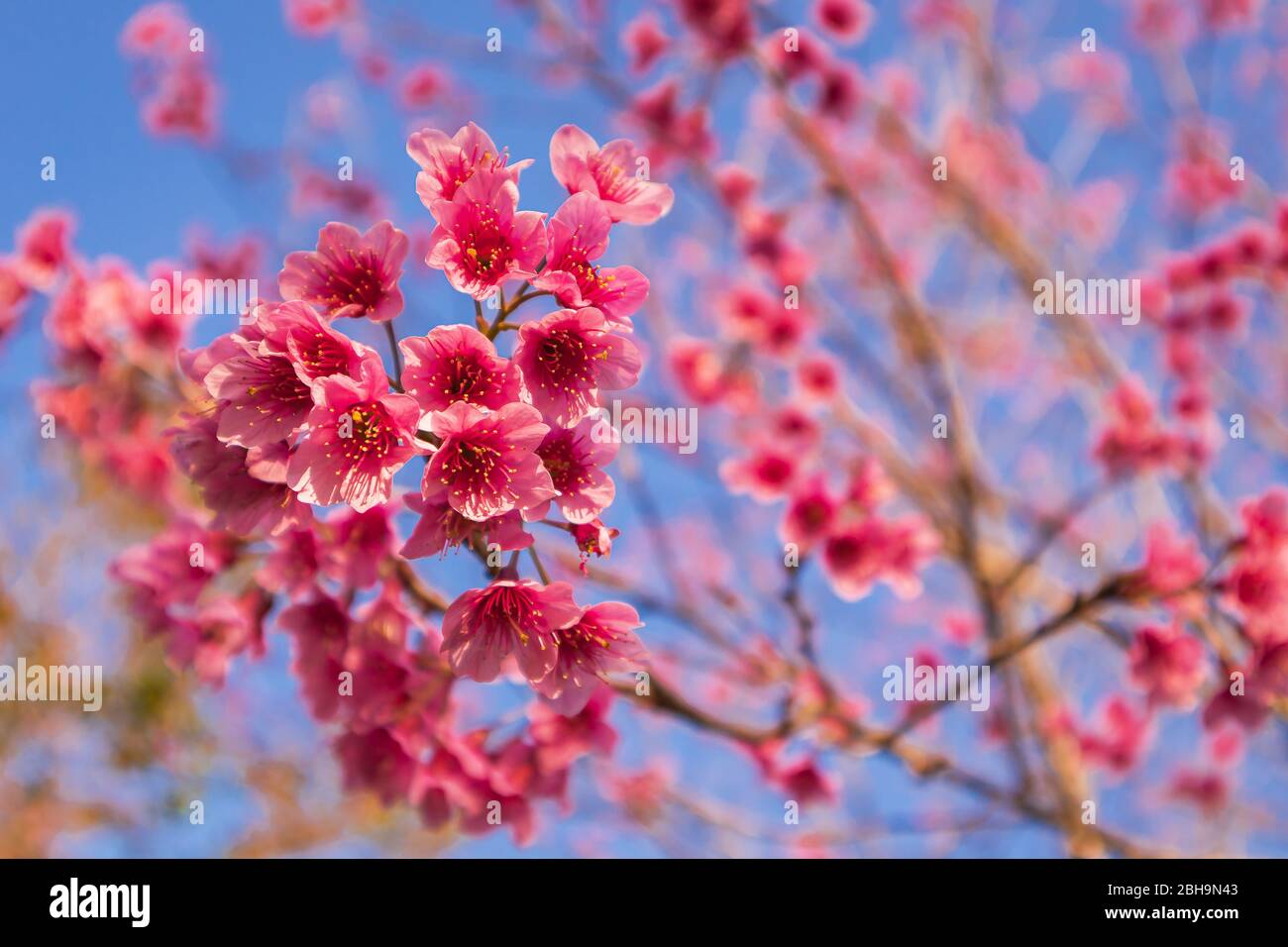 Wild Himalayan Cherry Or Prunus Cerasoides Or Sakura Of Thailand Blooming In Winter Season With Blue Sky Background Stock Photo Alamy Wild Himalayan Cherry Or Prunus Cerasoides Or Sakura Of Thailand Blooming In Winter Season With Blue Sky Background Stock Photo Alamy