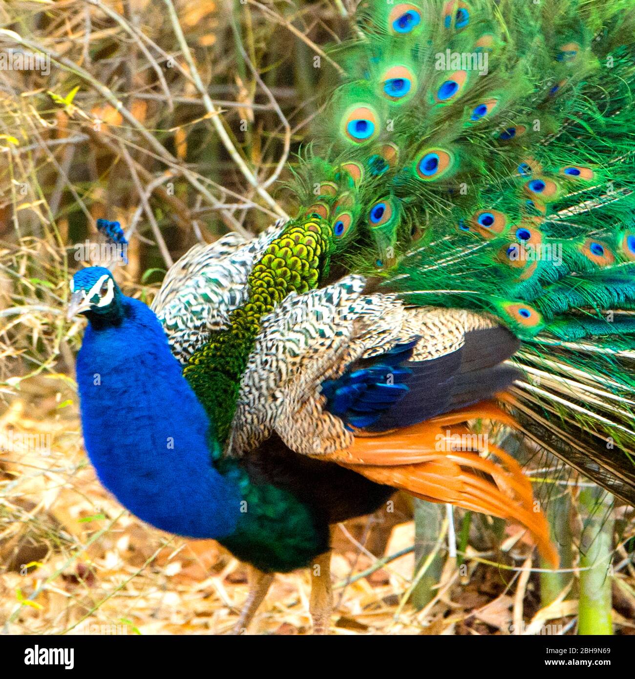 India bird hi-res stock photography and images - Alamy