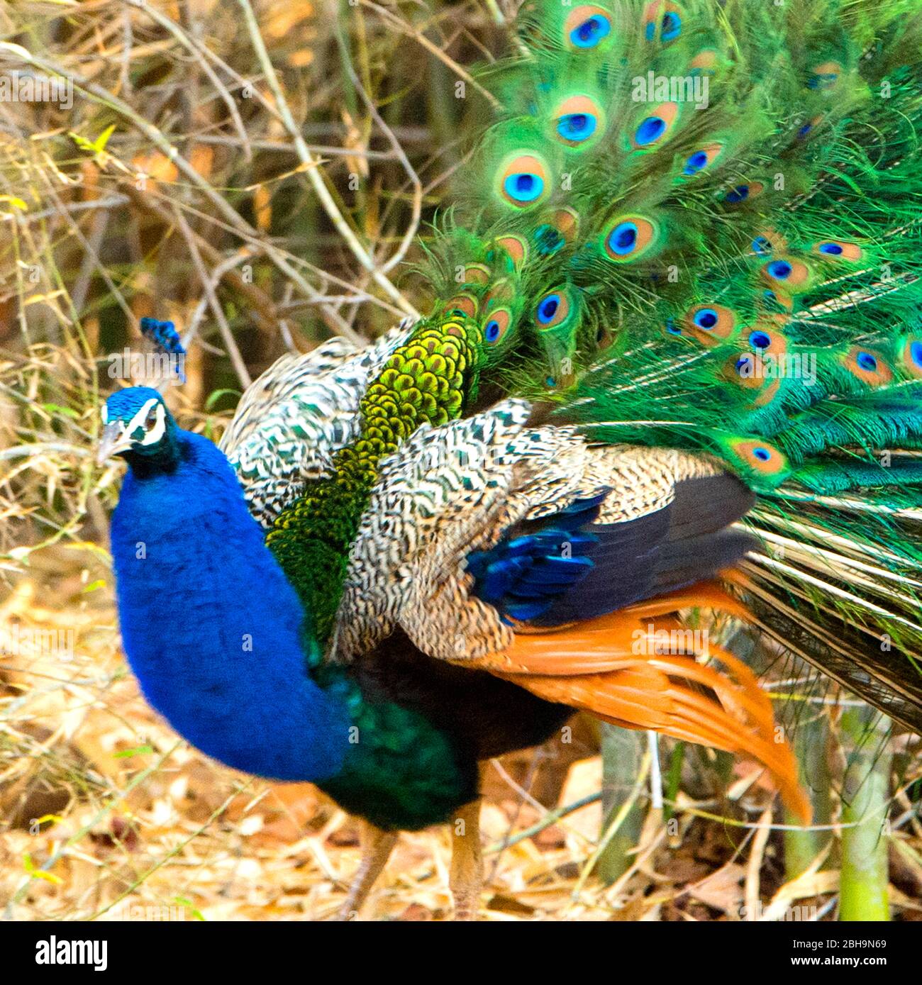 Pecock hi-res stock photography and images - Alamy