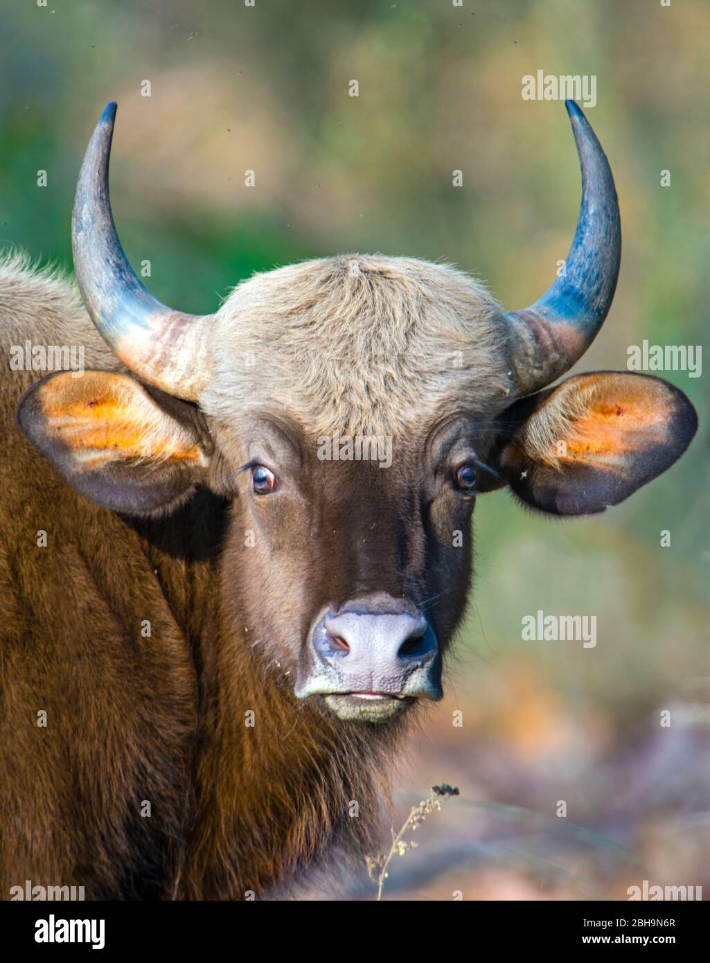 Wild cattle india hi-res stock photography and images - Alamy Wild cattle india hi-res stock photography and images - Alamy