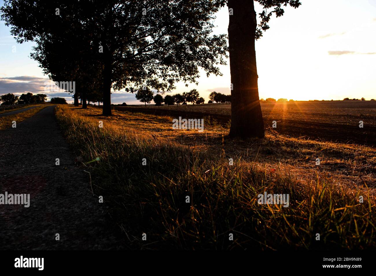 Field, sunset, tree, back light Stock Photo