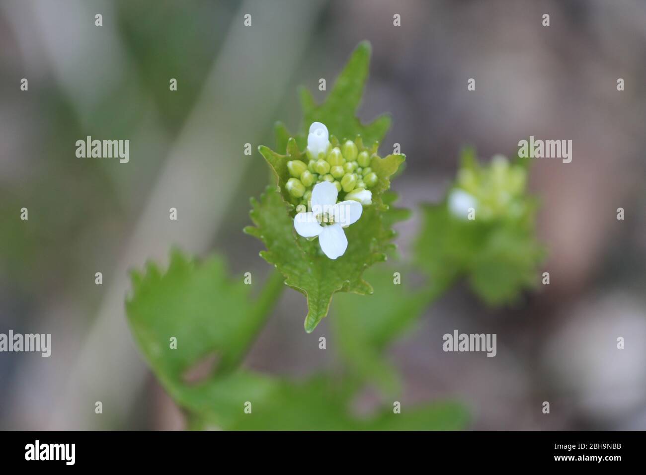 Garlic mustard flower Stock Photo Alamy