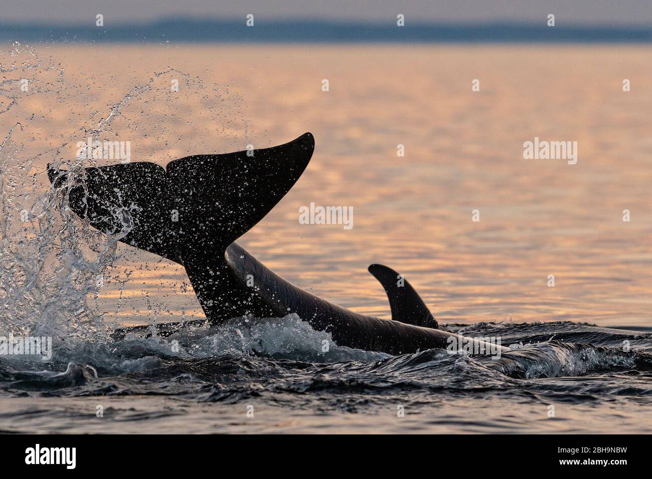 Killer Whale (Orcinus orca) plays and splashes with its fin near the Broughton Archipelago, First Nations Territory, British Columbia, Canada Stock Photo