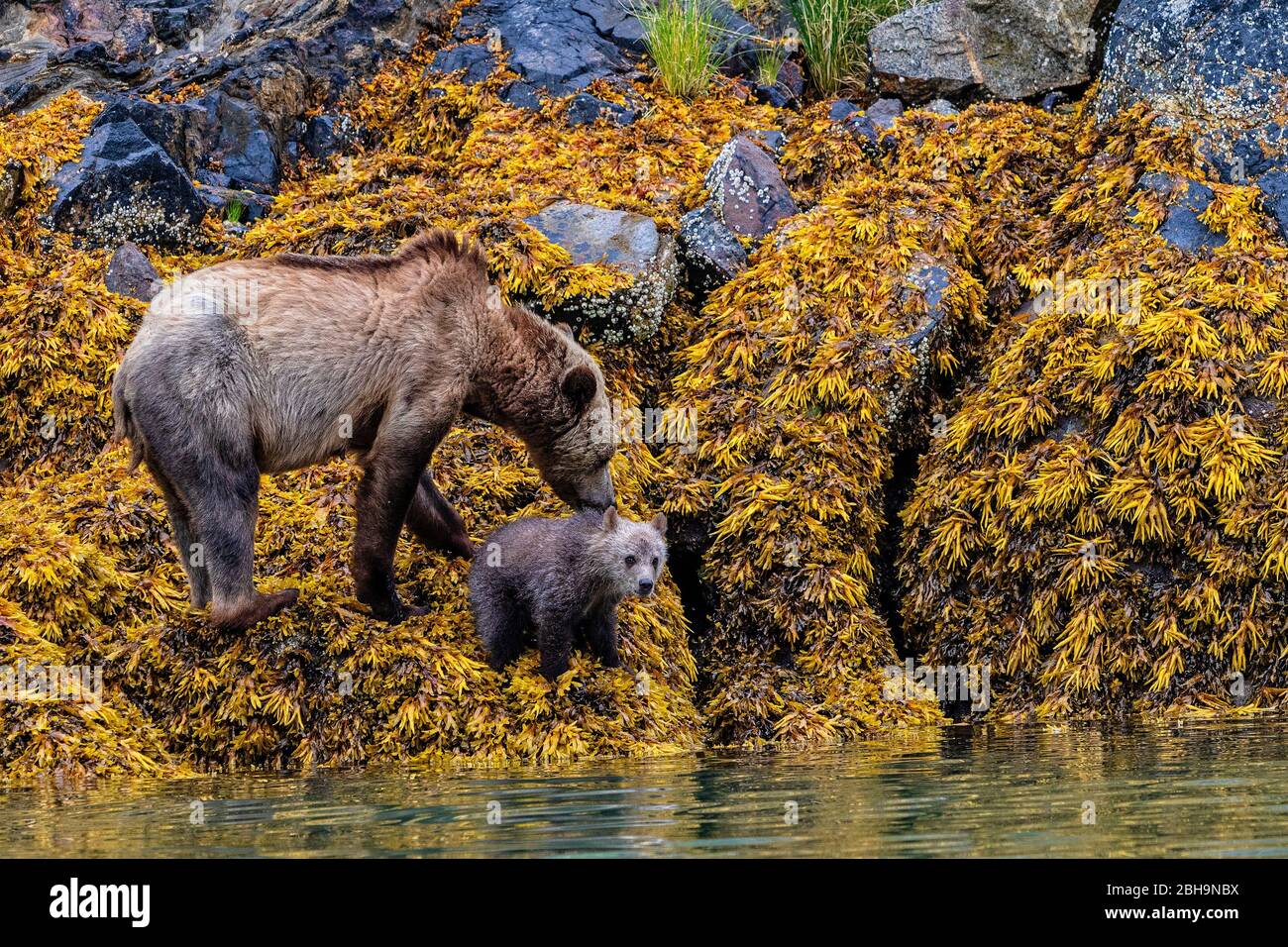 Grizzly bear cub with mother during low tide on the coast of Great Bear Rainforest, First Nations Territory, British Columbia, Canada Stock Photo