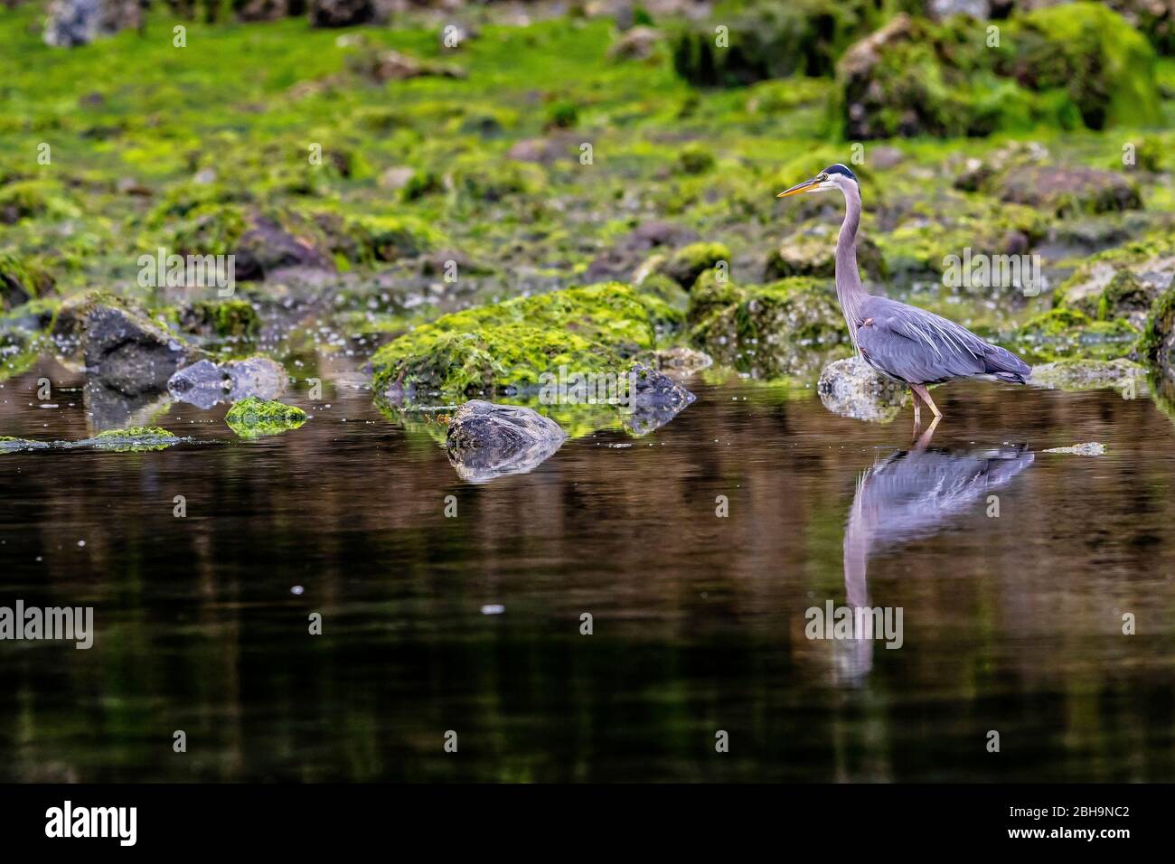 Great Blue Herons are fishing in the Broughton Archipelago along the shoreline, First Nations Territory, British Columbia, Canada Stock Photo