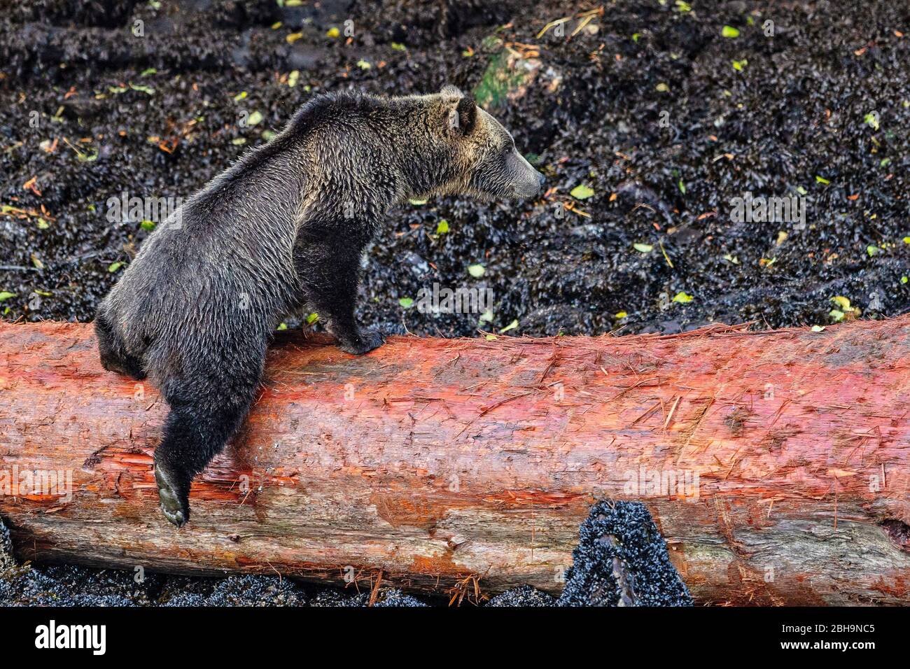 Young grizzly bear foraging along the Knight Inlet shoreline during low tide, First Nations Territory, Great Bear Rainforest, British Columbia, Canada Stock Photo
