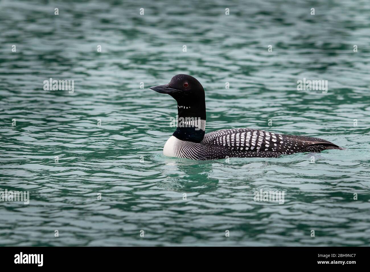 Common loon (Gavia always) swimming in Knight Inlet, British Columbia, Canada Stock Photo