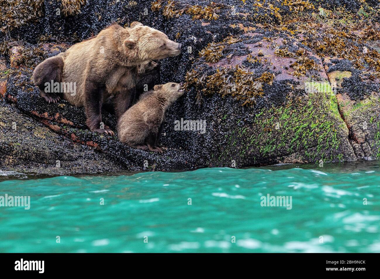 Grizzly bear mother and her cub eat during low tide mussels, Knight Inlet shoreline, First Nations Territory, British Columbia, Canada Stock Photo