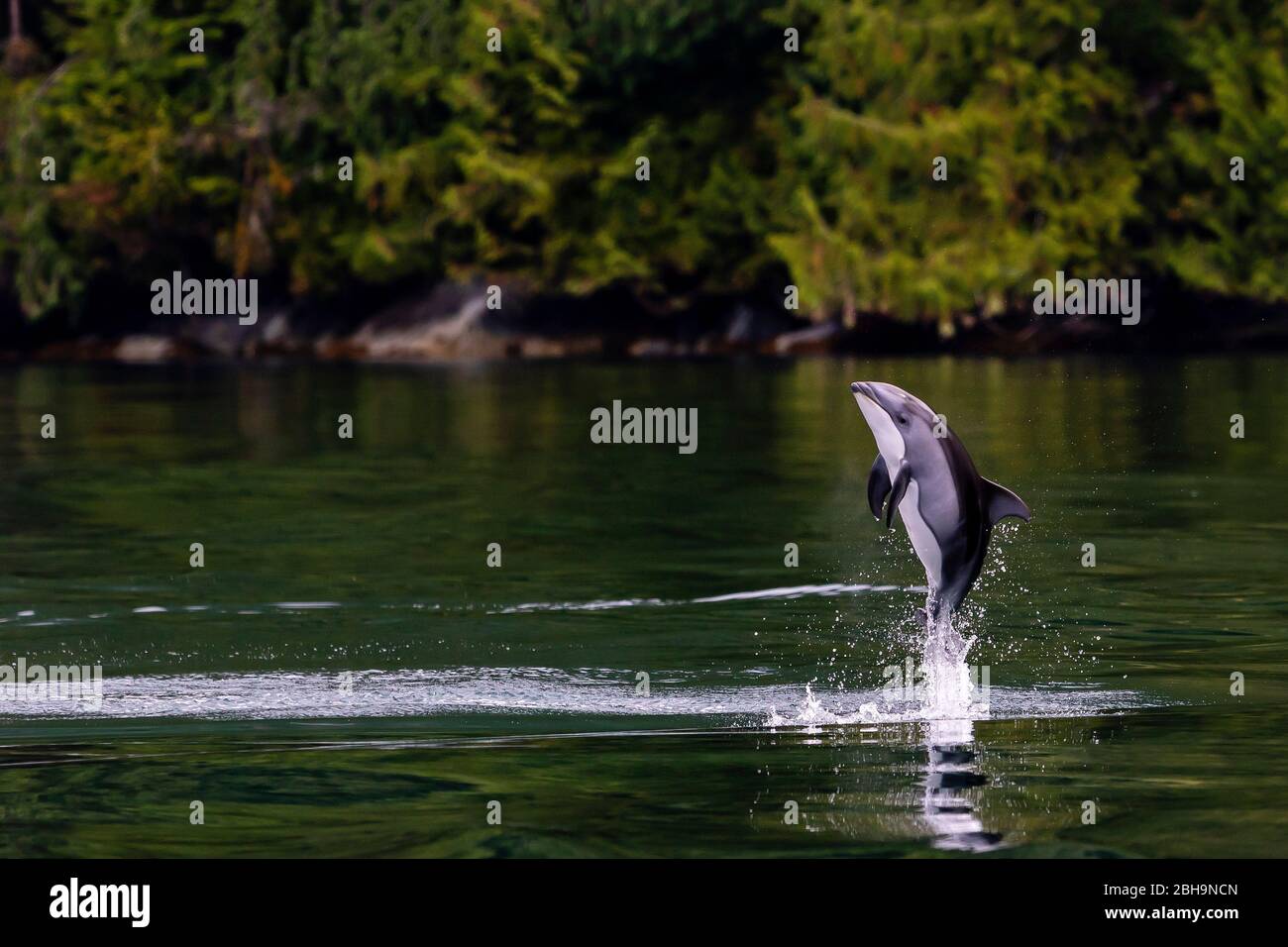 Jumping Pacific White Dolphin at the Shore at Thompson Sound, Great Bear Rainforest, First Nations Territory, British Columbia, Canada Stock Photo