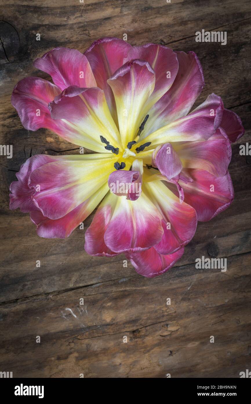 Head tulip hi-res stock photography and images - Alamy