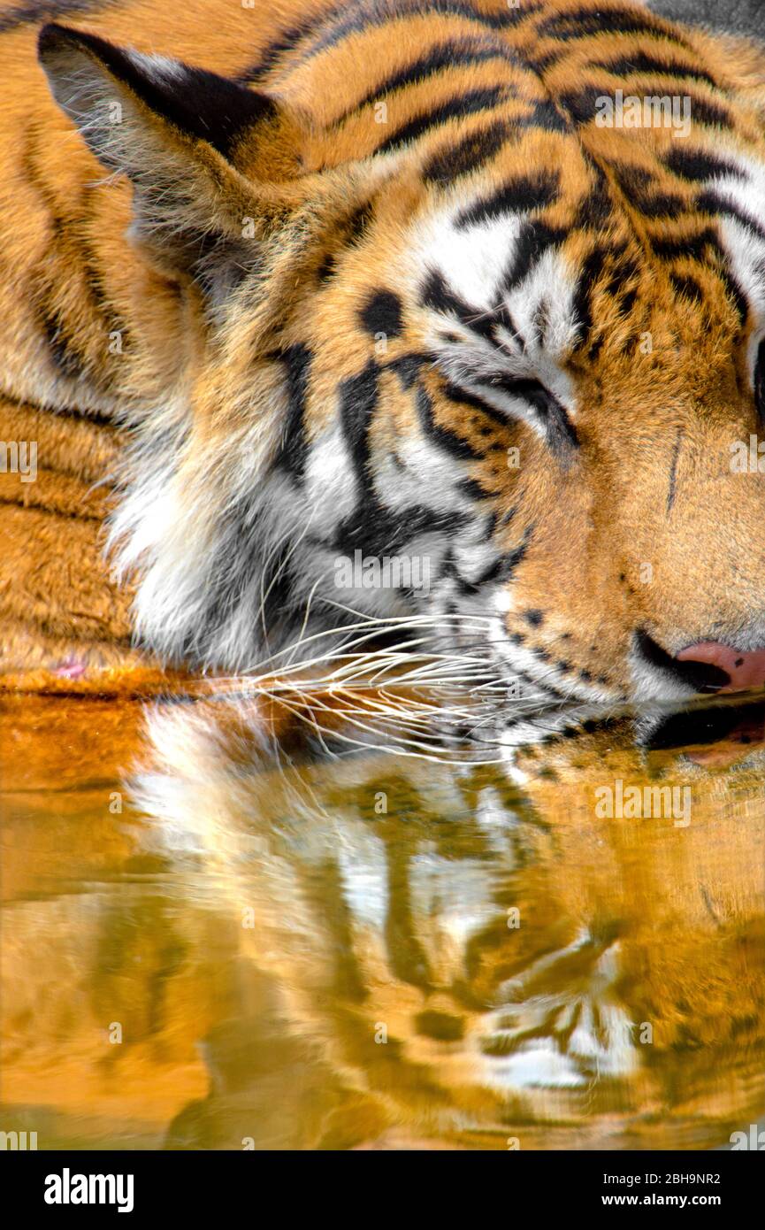 Bengal tiger reflecting in water, India Stock Photo