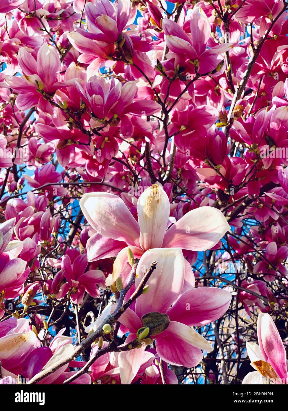 Blooming magnolia tree hi-res stock photography and images - Alamy