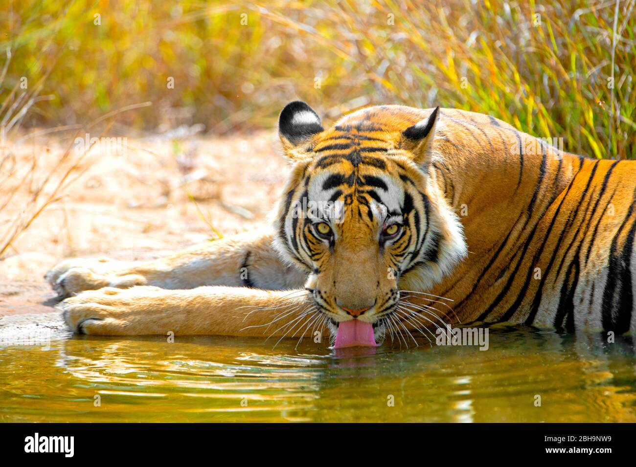 Bengal tiger drinking water, India Stock Photo