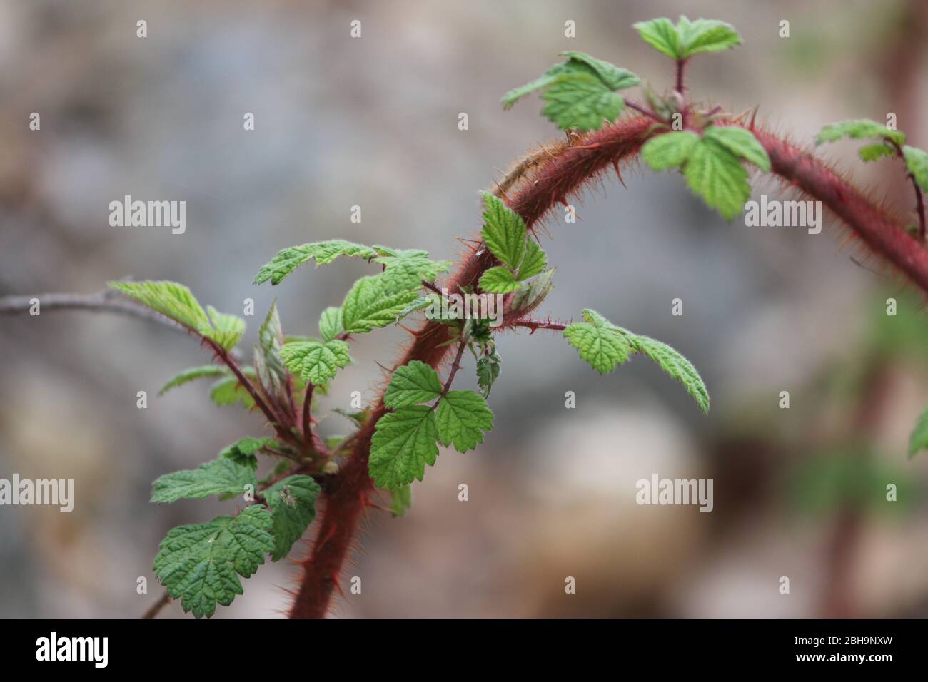 Closeup of bramble leaves and thorns Stock Photo