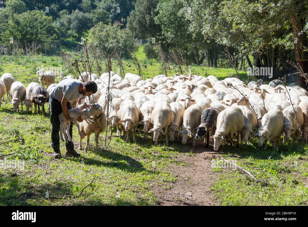 Italy, Mediterranean island of Sardinia (Sardegna), Barbagia, Mamoiada, Caseificio Pastore Mattia Moro, shepherd Stock Photo
