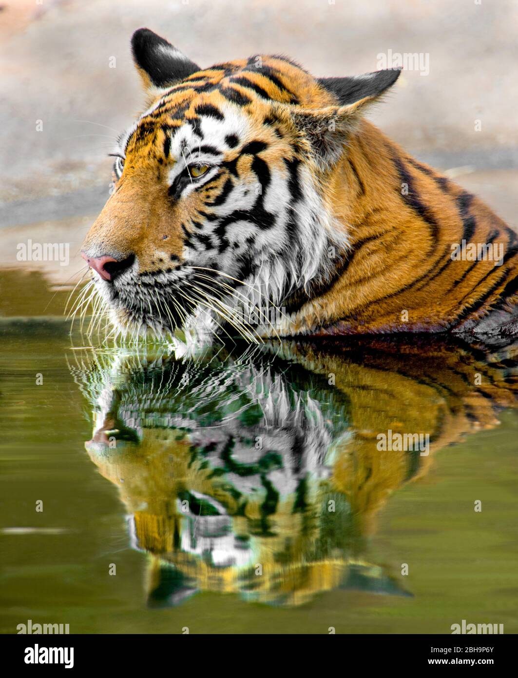 Bengal tiger reflecting in water, India Stock Photo