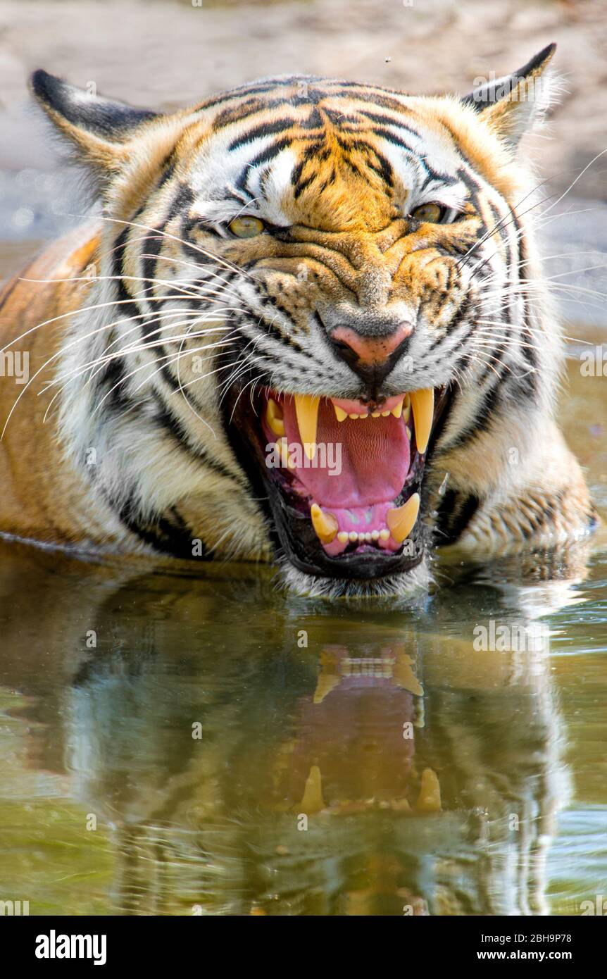 Close-up of roaring Bengal tiger, India Stock Photo