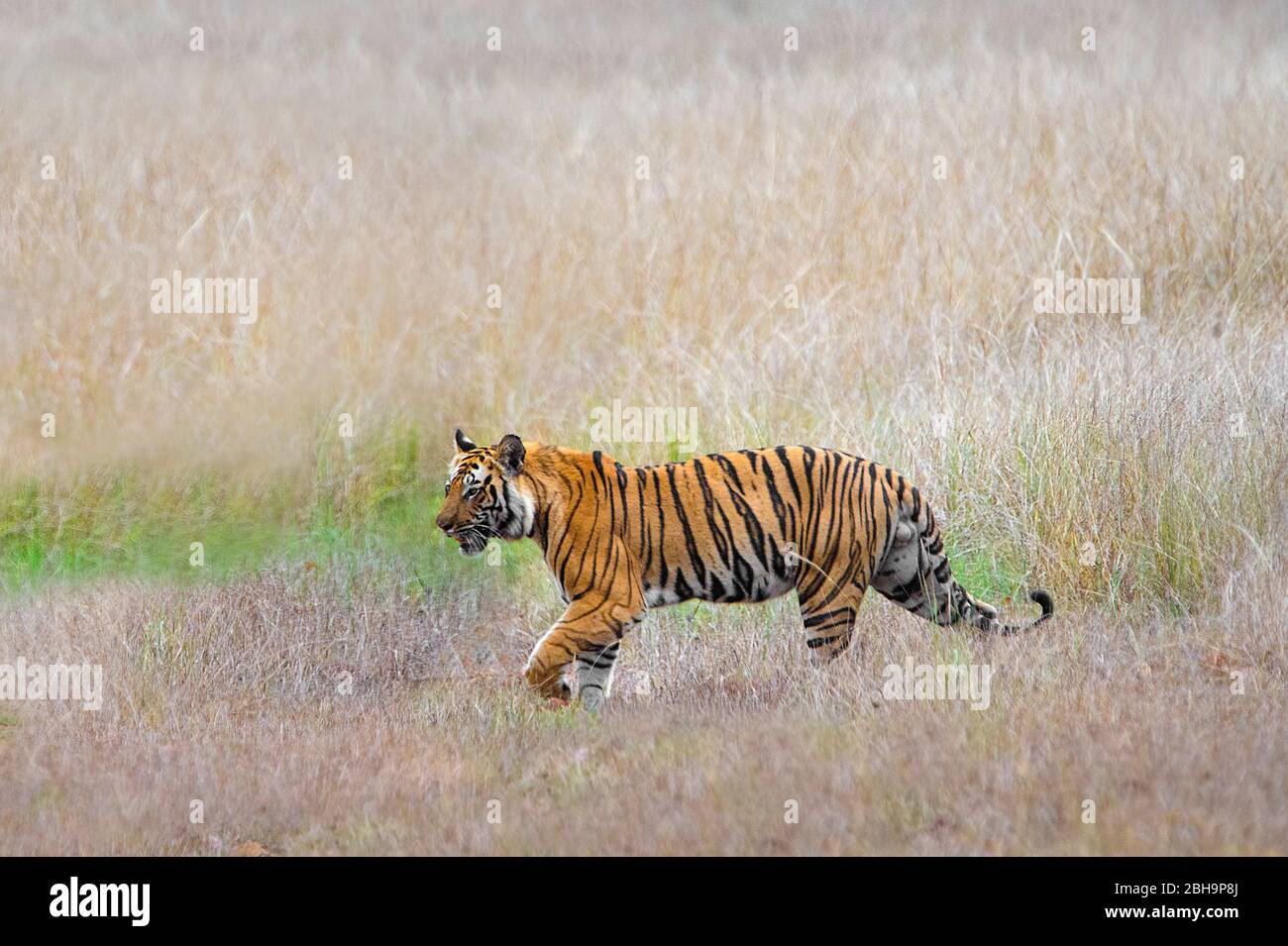 Bengal tiger amidst tall grass, India Stock Photo