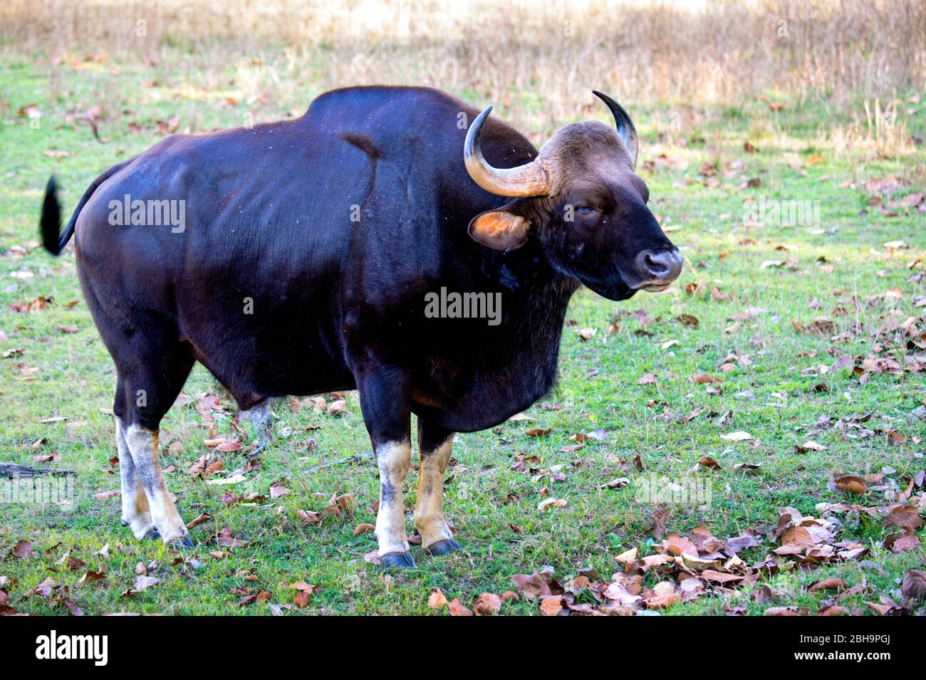 Side view of gaur (Indian bison), India Stock Photo