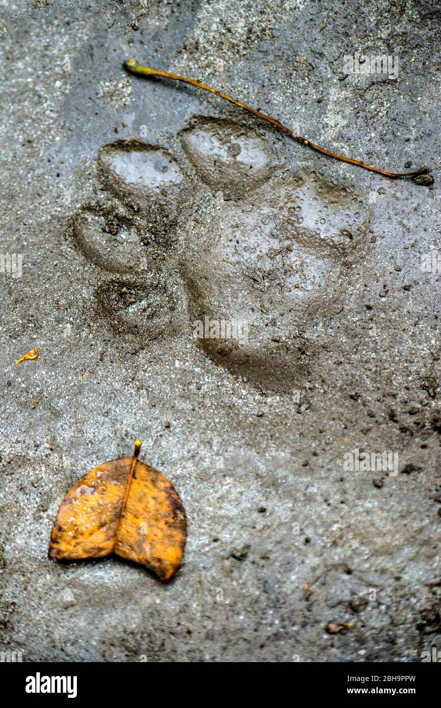 Close-up of tiger track, India Stock Photo