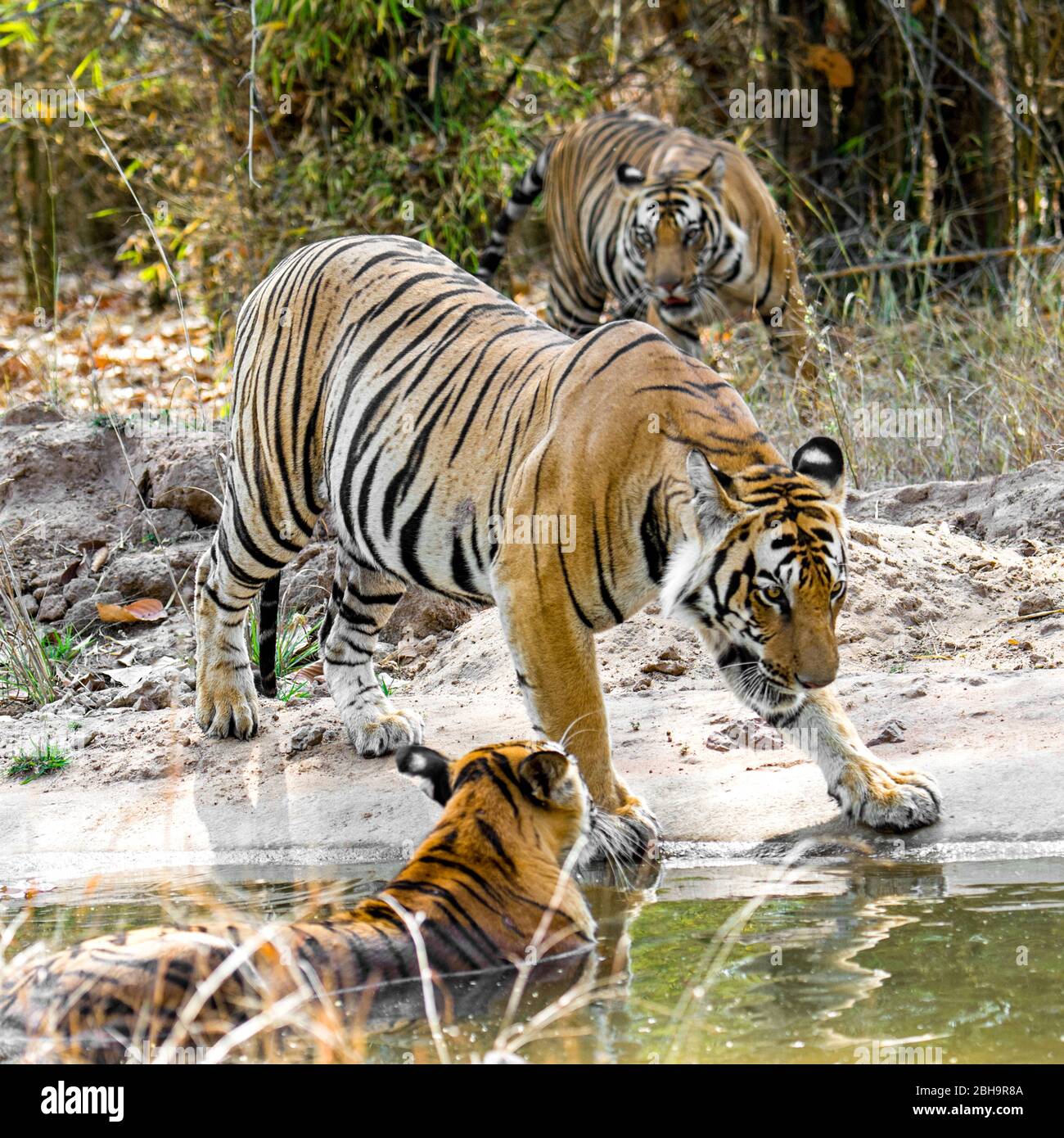 Bengal tigers in wild, India Stock Photo