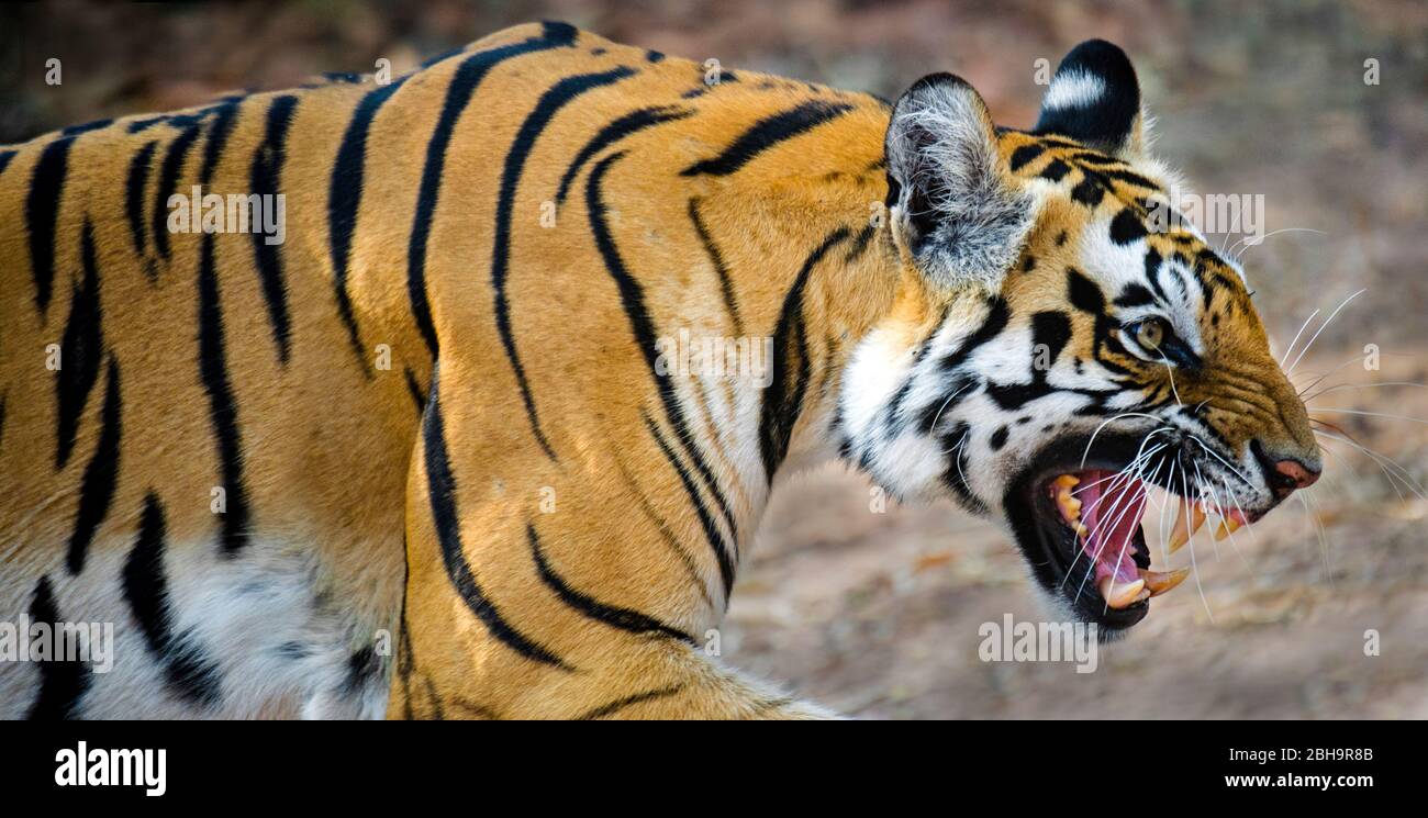 Side view of roaring Bengal tiger, India Stock Photo