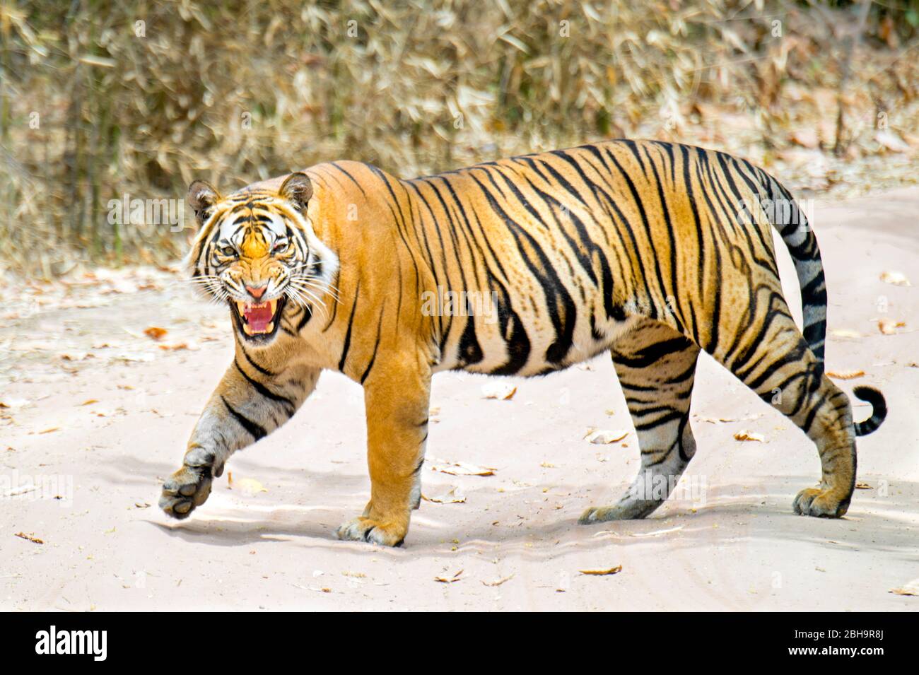 Close-up of roaring Bengal tiger, India Stock Photo