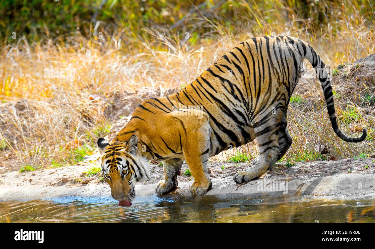 Animal drinking water hi-res stock photography and images - Alamy