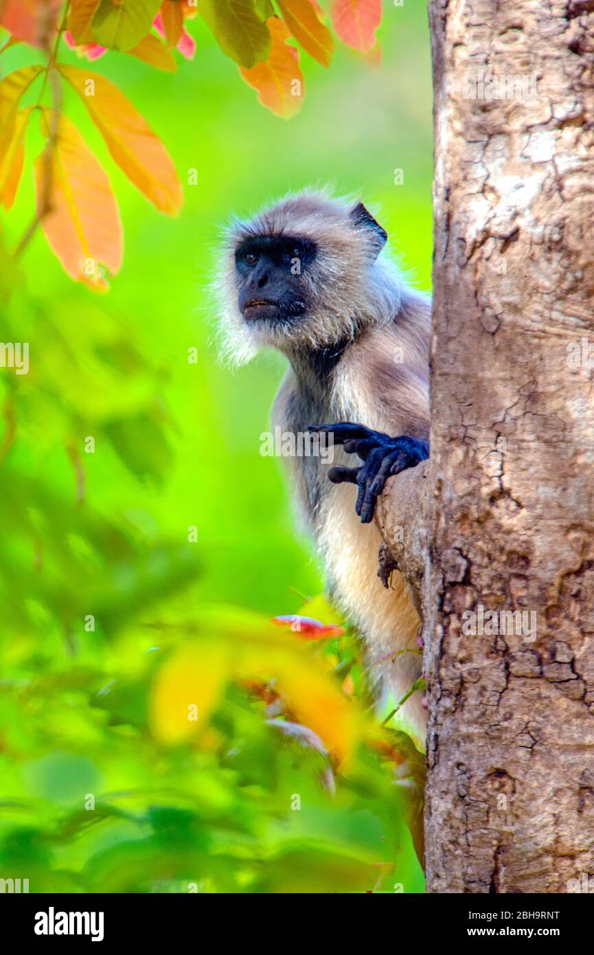 Langur monkey peeking behind tree, India Stock Photo