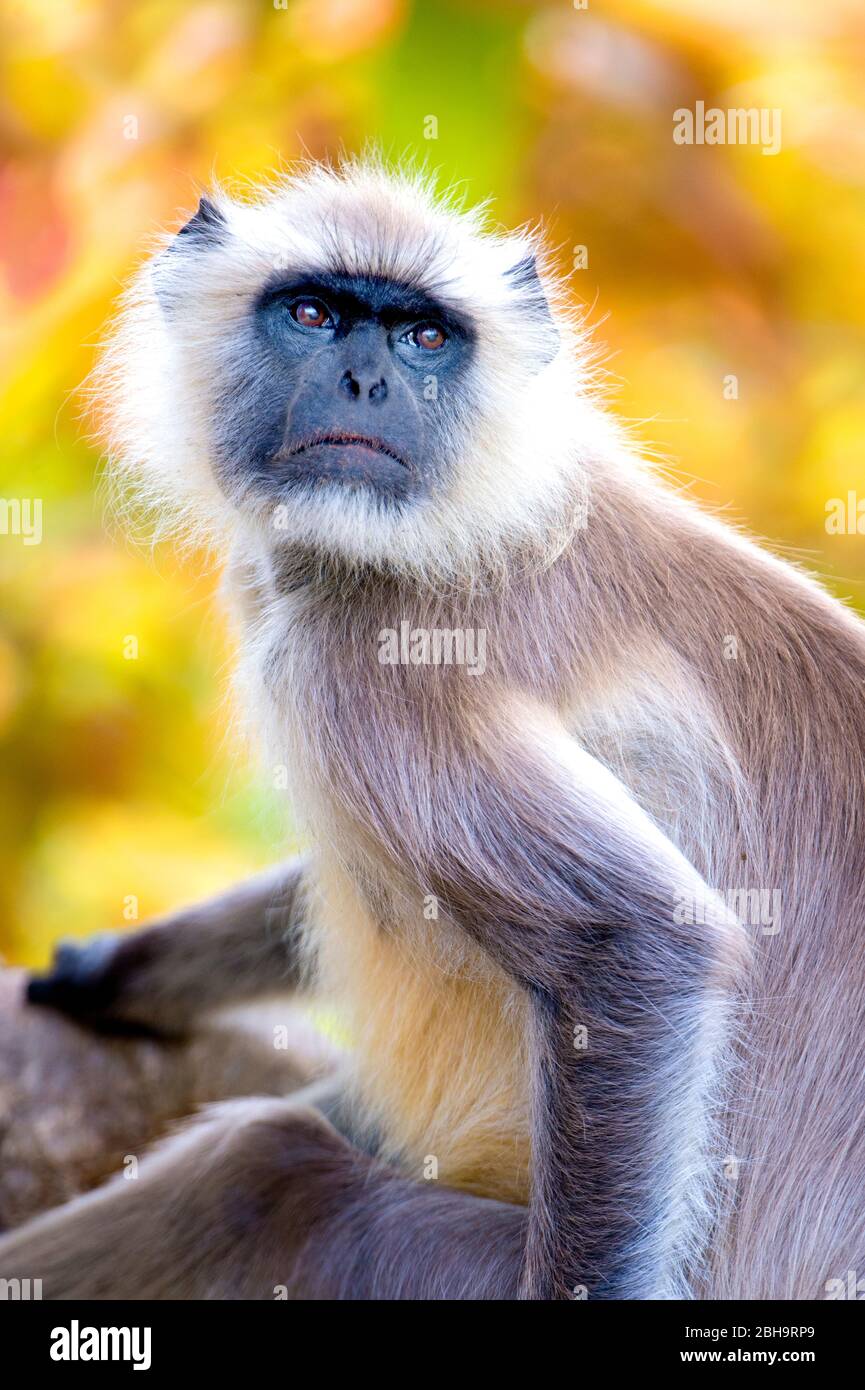 Close-up of Langur monkey, India Stock Photo