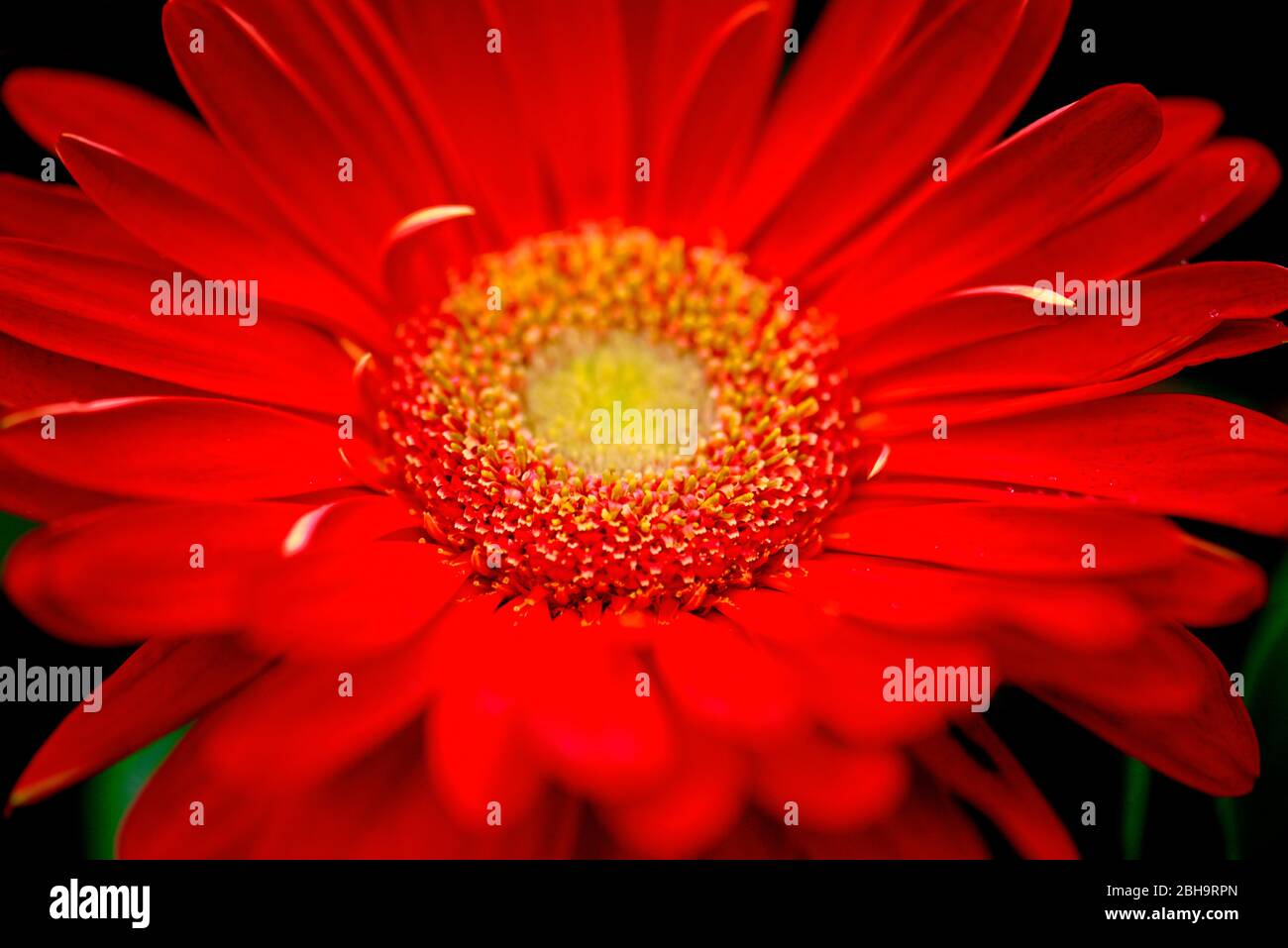 Beautiful red daisy Stock Photo Alamy