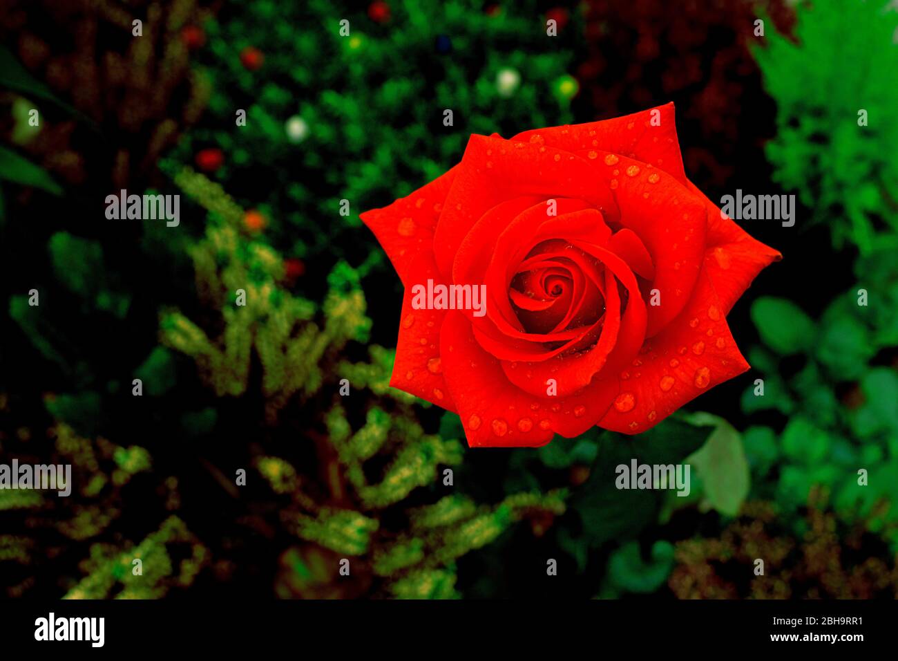 Super rose red hi-res stock photography and images - Alamy