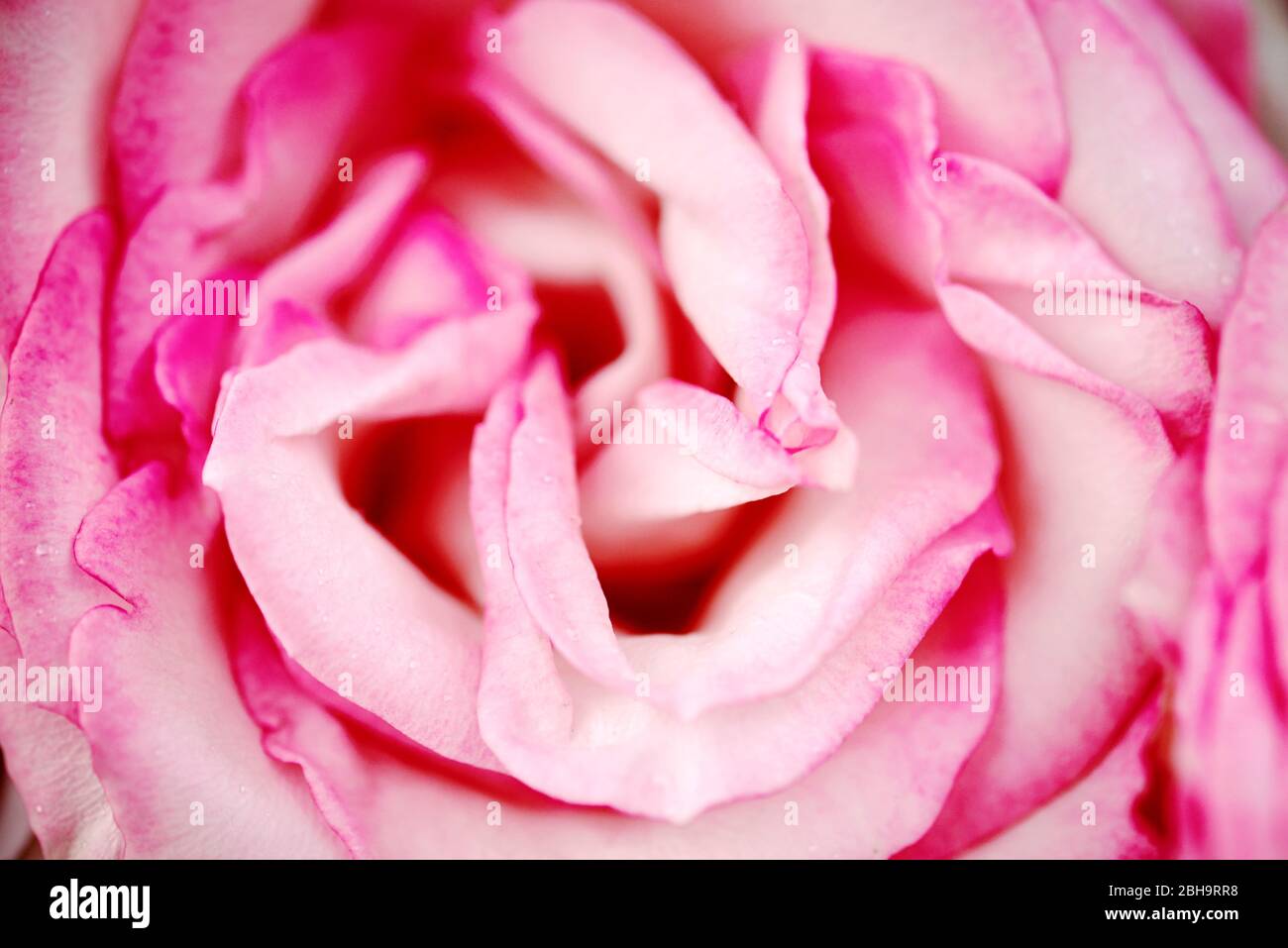 Pink rose close hi-res stock photography and images - Alamy