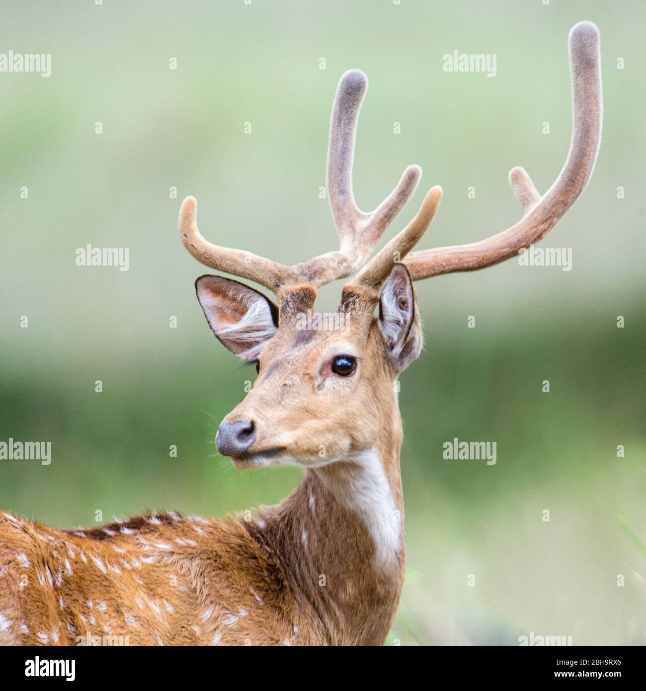 Close-up of Spotted deer (cheetal), India Stock Photo