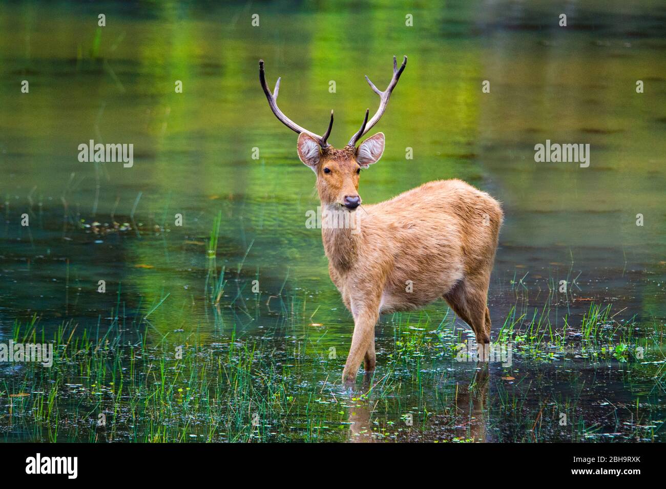 Barasingha (swamp deer) standing in water, India Stock Photo Alamy