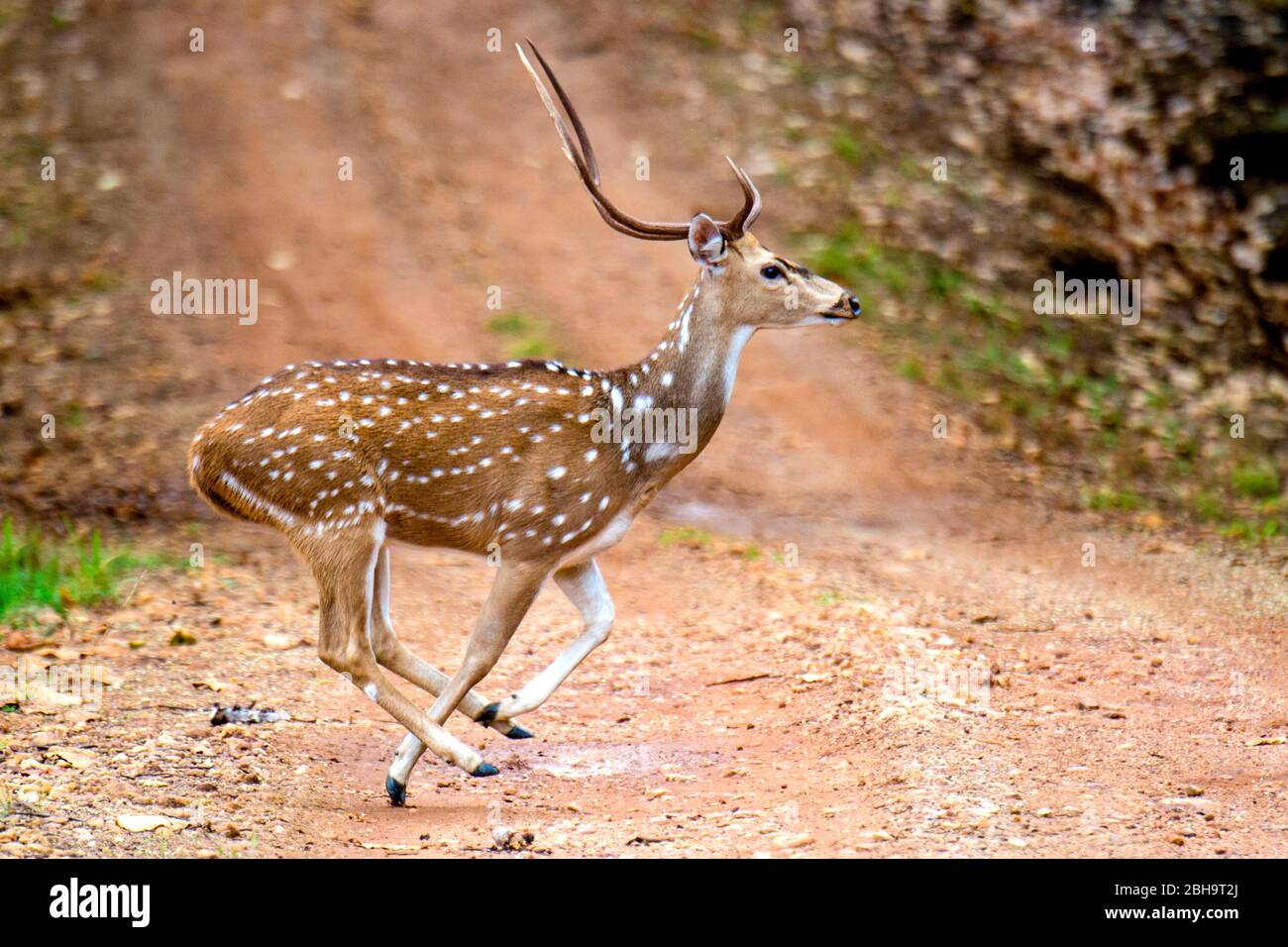 View of running Spotted deer (Rusa alfredi), India Stock Photo