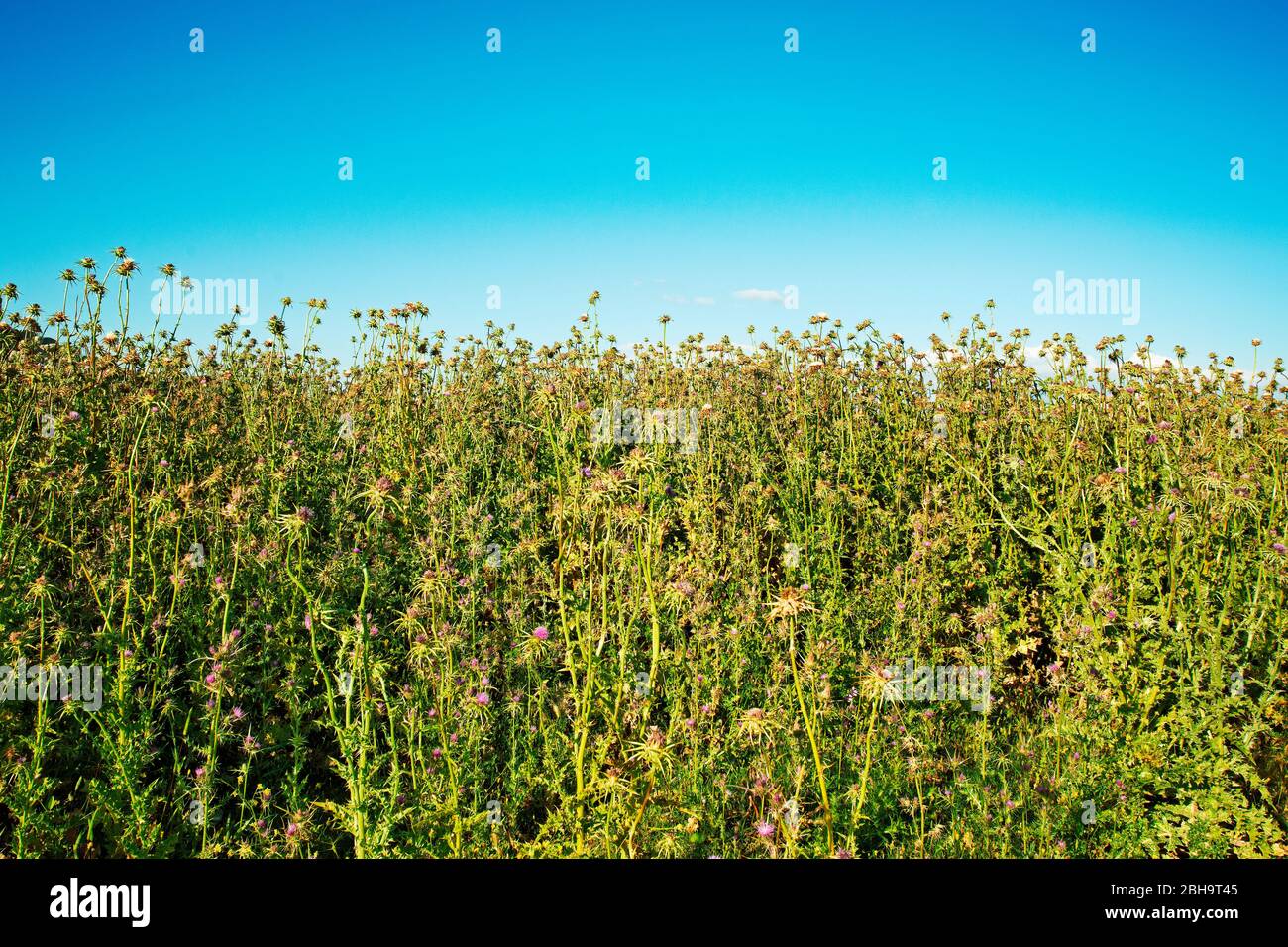 Wild nature landscape with plants and blue sky Stock Photo