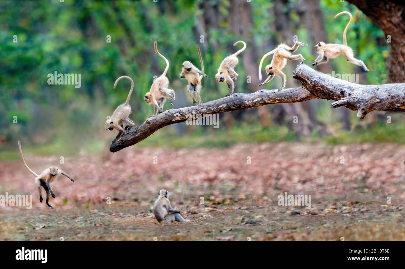 View of group of Langur monkeys (Semnopithecus), India Stock Photo