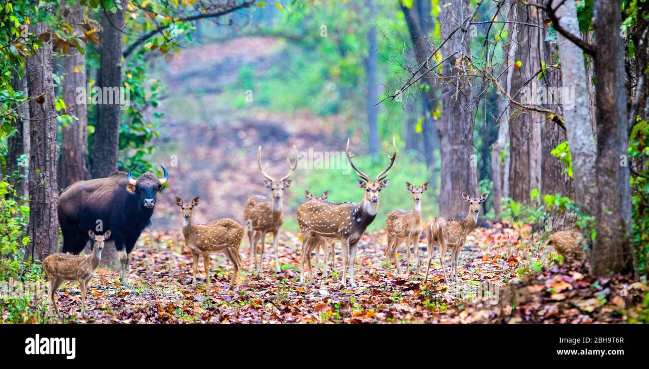 Animals in indian forest hi-res stock photography and images - Alamy