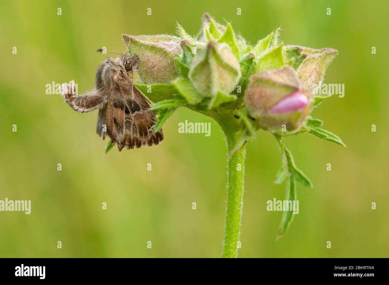 Mallow Skipper, Carcharodus alceae, at a Mallow, Berlin, Germany Stock Photo